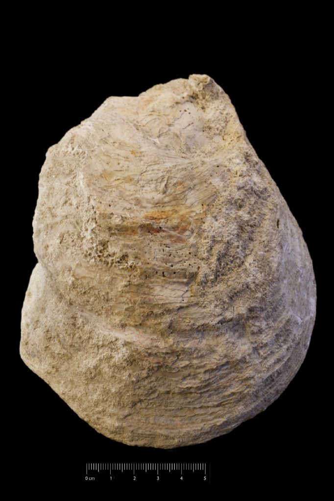 Fossile (invertebrato, serie)