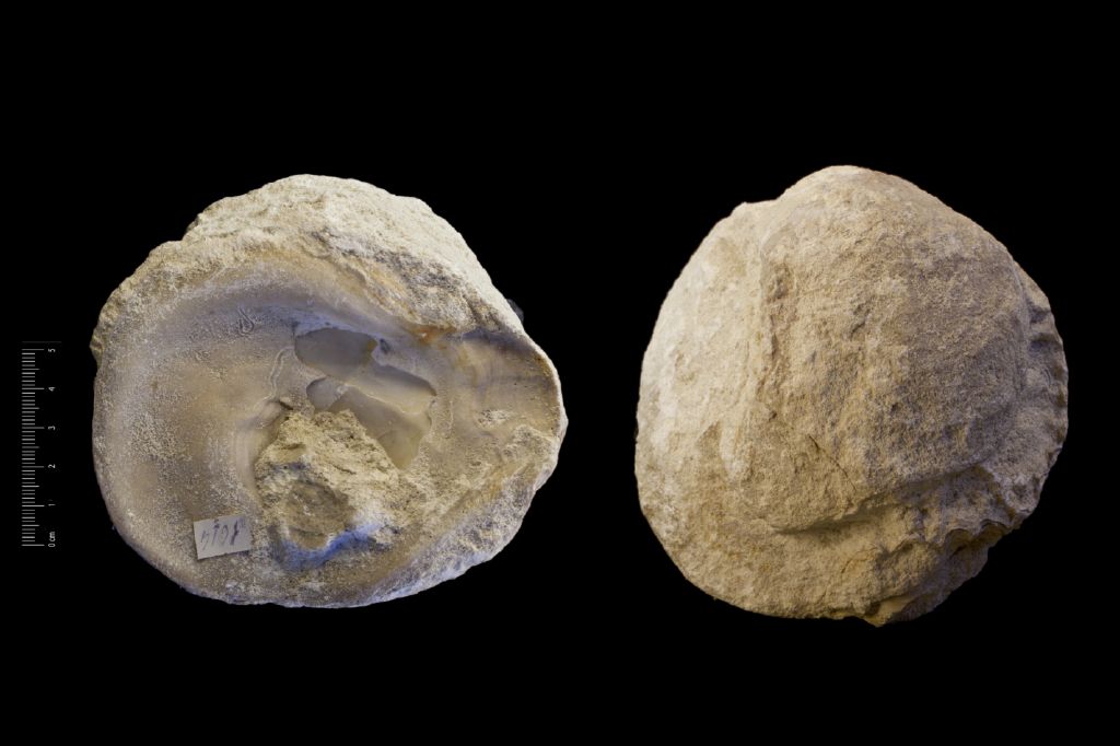 Fossile (invertebrato, serie)