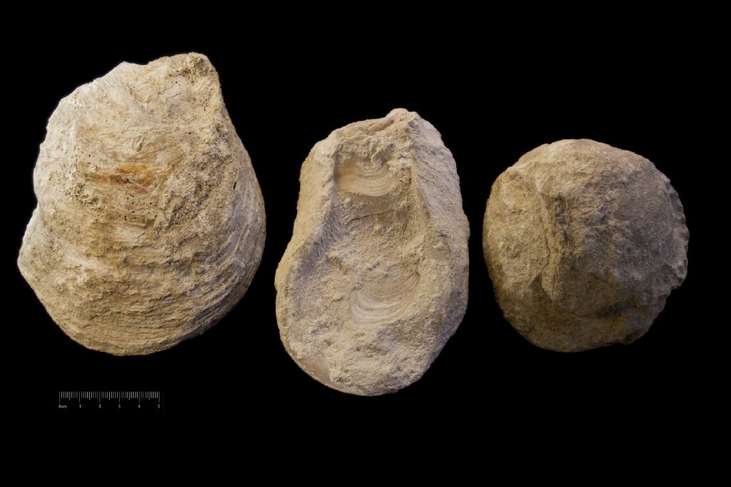 Fossile (invertebrato, serie)