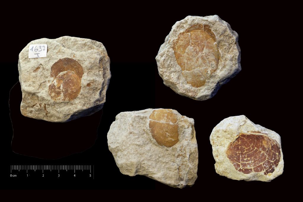 Fossile (invertebrato, serie)