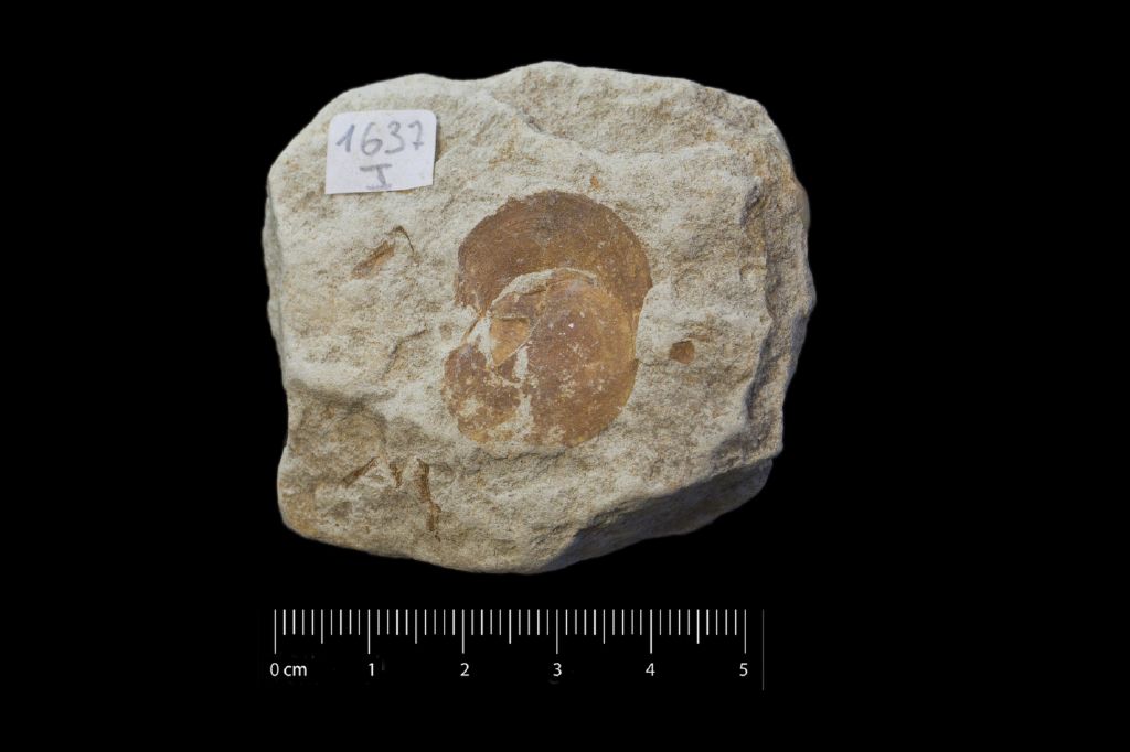 Fossile (invertebrato, esemplare)