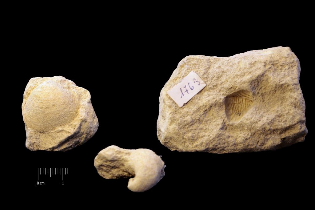 Fossile (invertebrato, insieme)