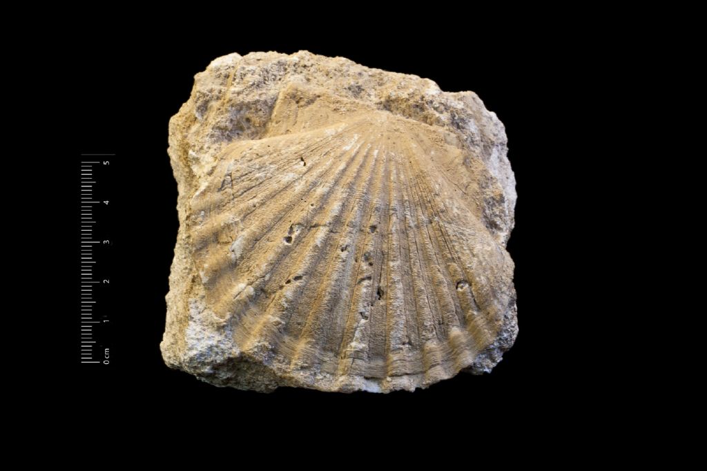 Fossile (invertebrato, esemplare)