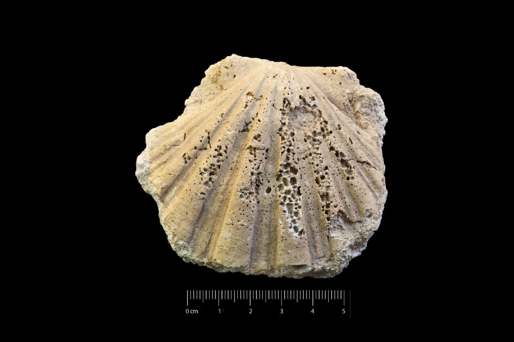 Fossile (invertebrato, esemplare)