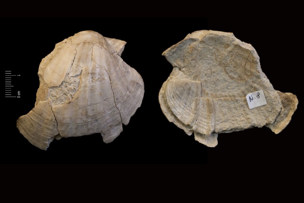 Fossile (invertebrato, esemplare)