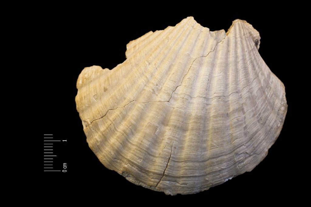 Fossile (invertebrato, esemplare)
