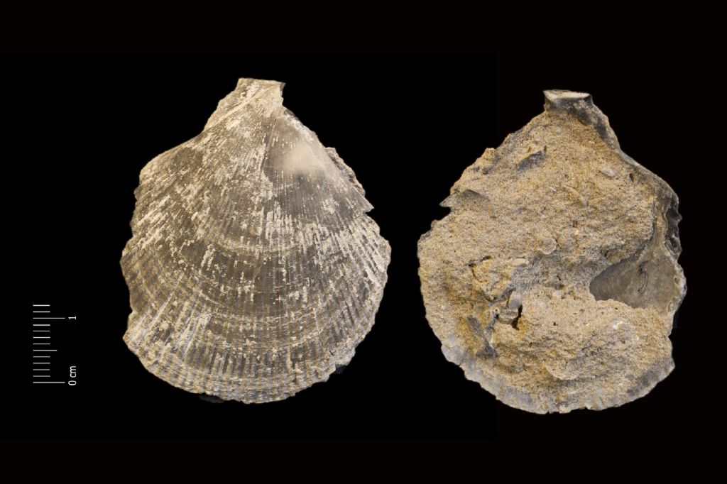 Fossile (invertebrato, esemplare)