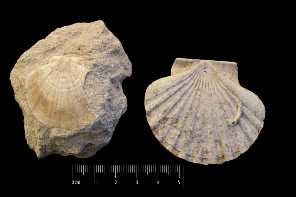 Fossile (invertebrato, esemplare)