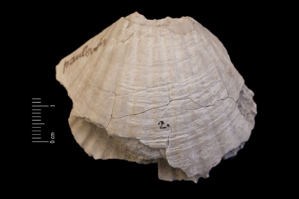 Fossile (invertebrato, esemplare)