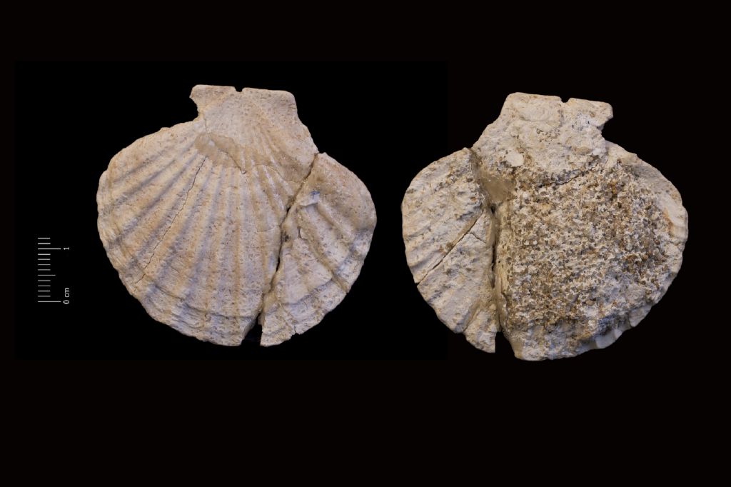 Fossile (invertebrato, esemplare)