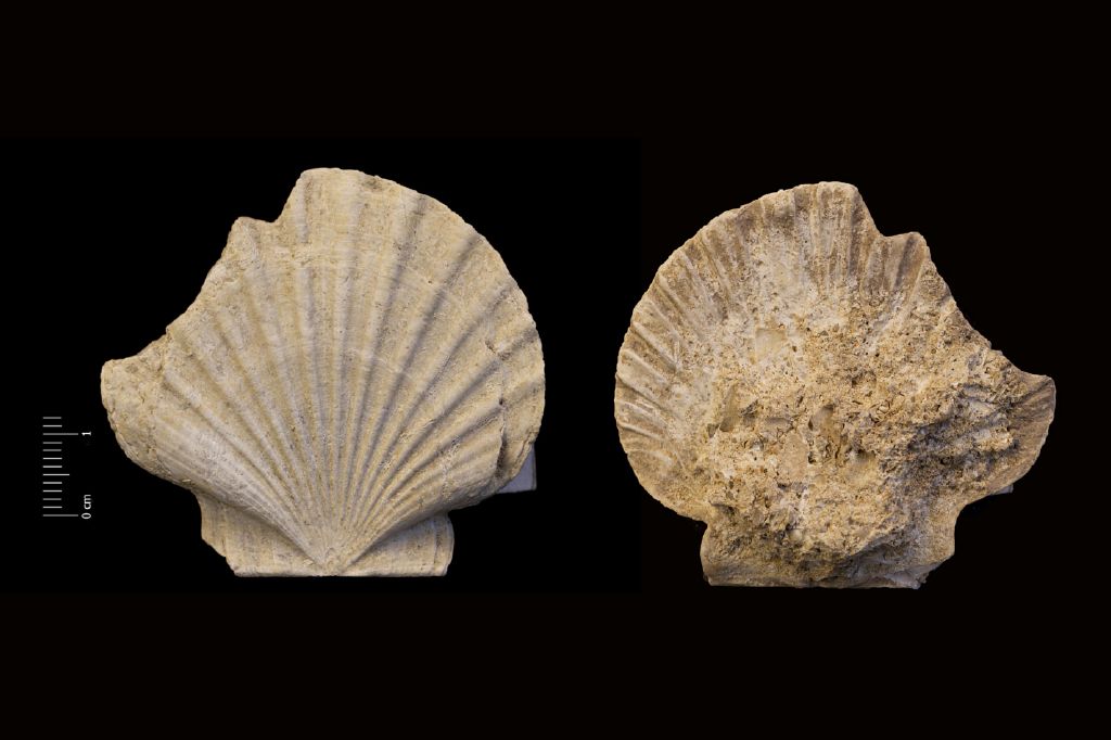 Fossile (invertebrato, esemplare)