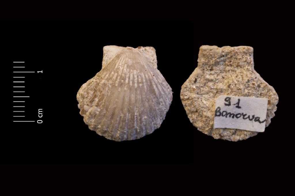 Fossile (invertebrato, esemplare)