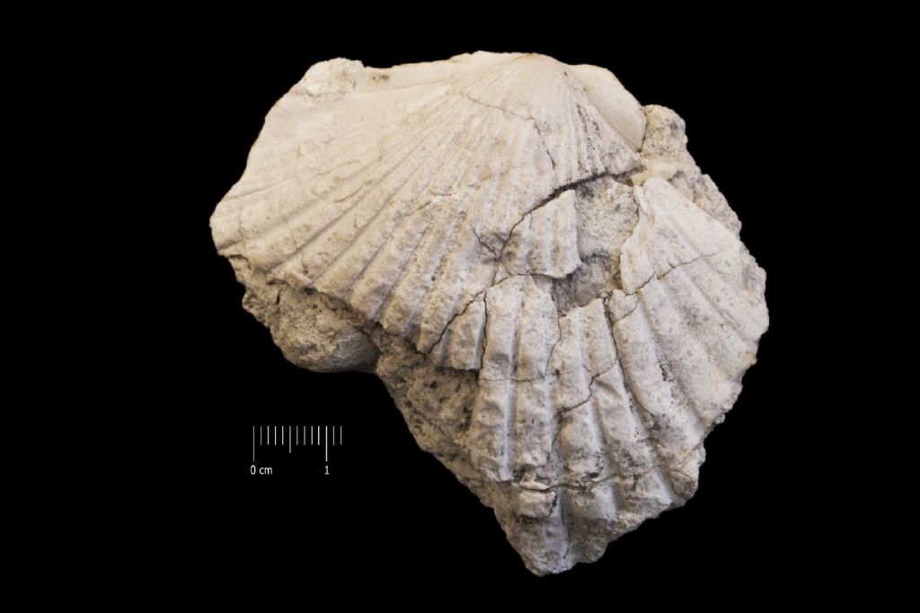 Fossile (invertebrato, esemplare)