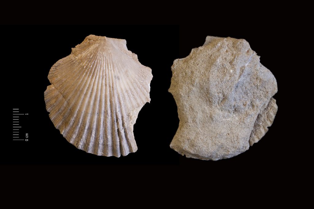 Fossile (invertebrato, esemplare)