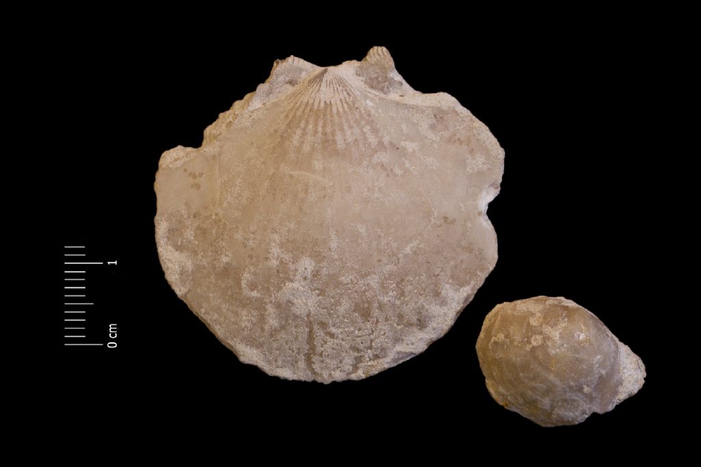 Fossile (invertebrato, esemplare)