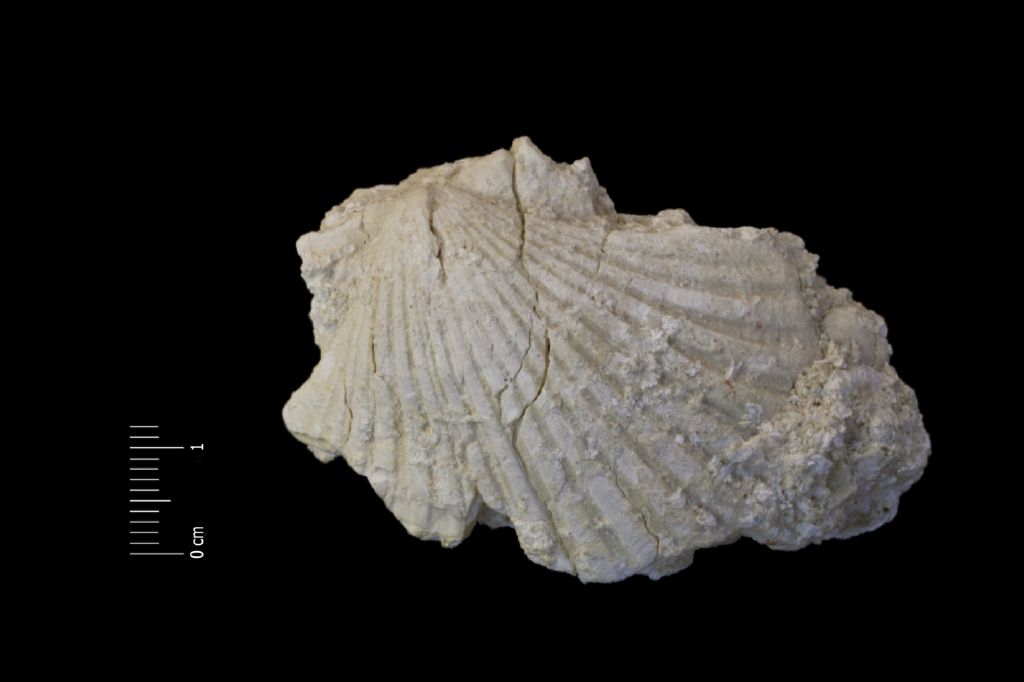 Fossile (invertebrato, esemplare)