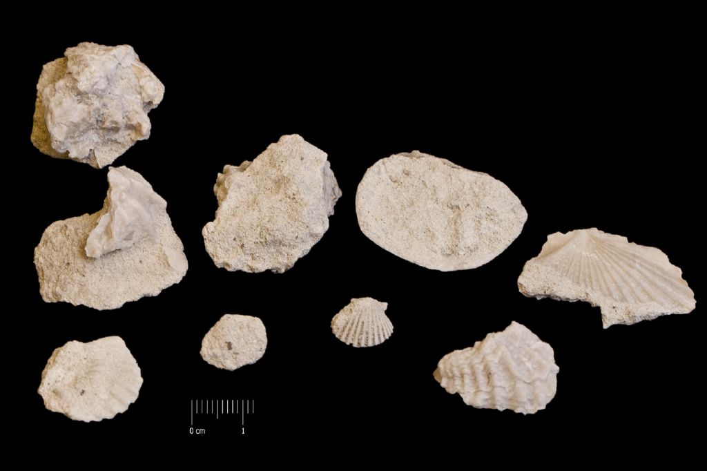 Fossile (invertebrato, insieme)