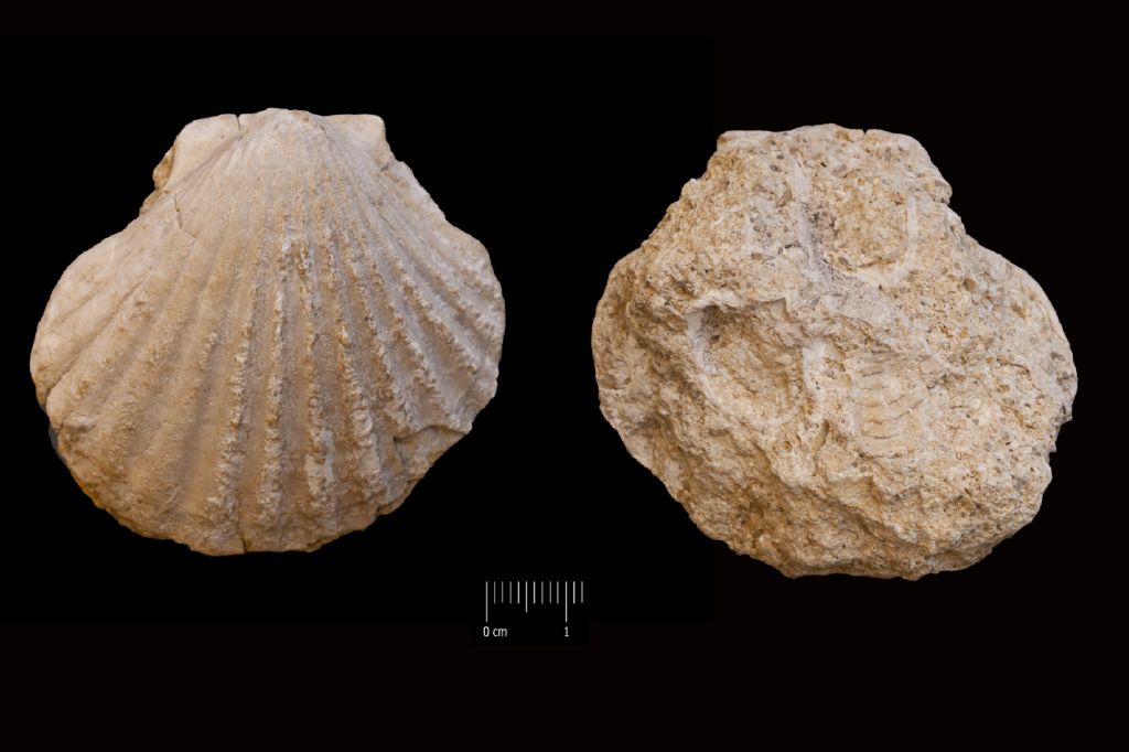 Fossile (invertebrato, esemplare)