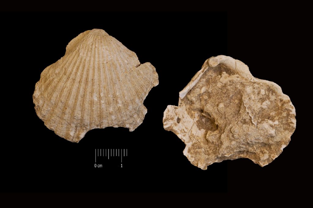 Fossile (invertebrato, esemplare)