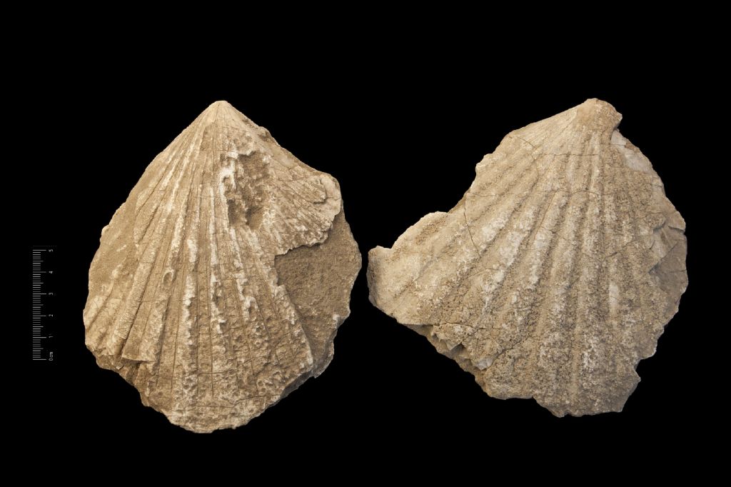 Fossile (invertebrato, serie)
