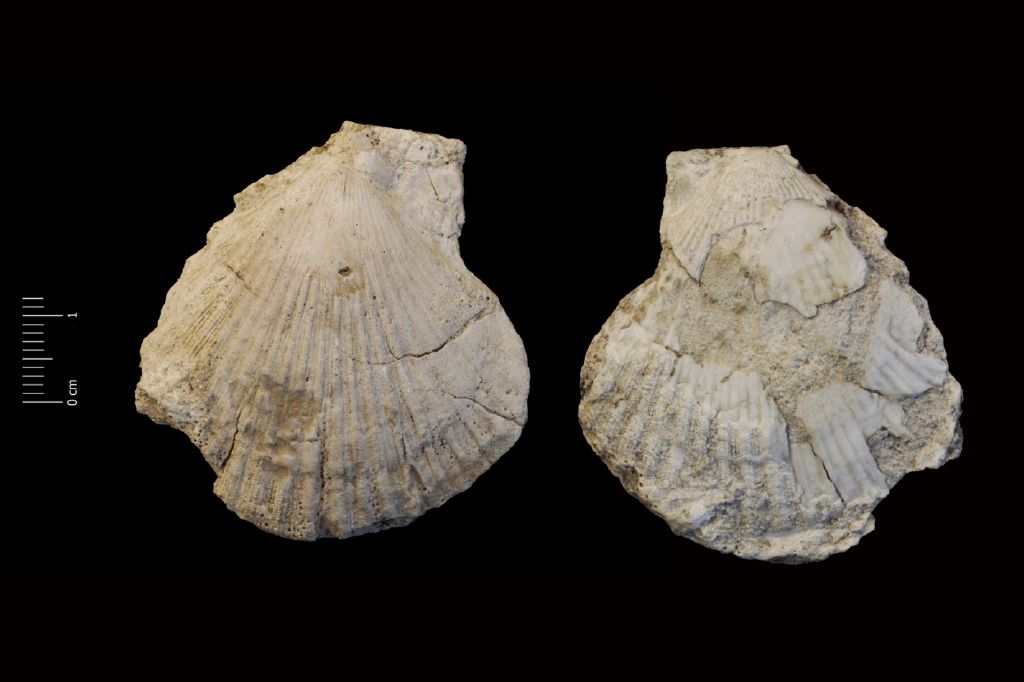 Fossile (invertebrato, esemplare)