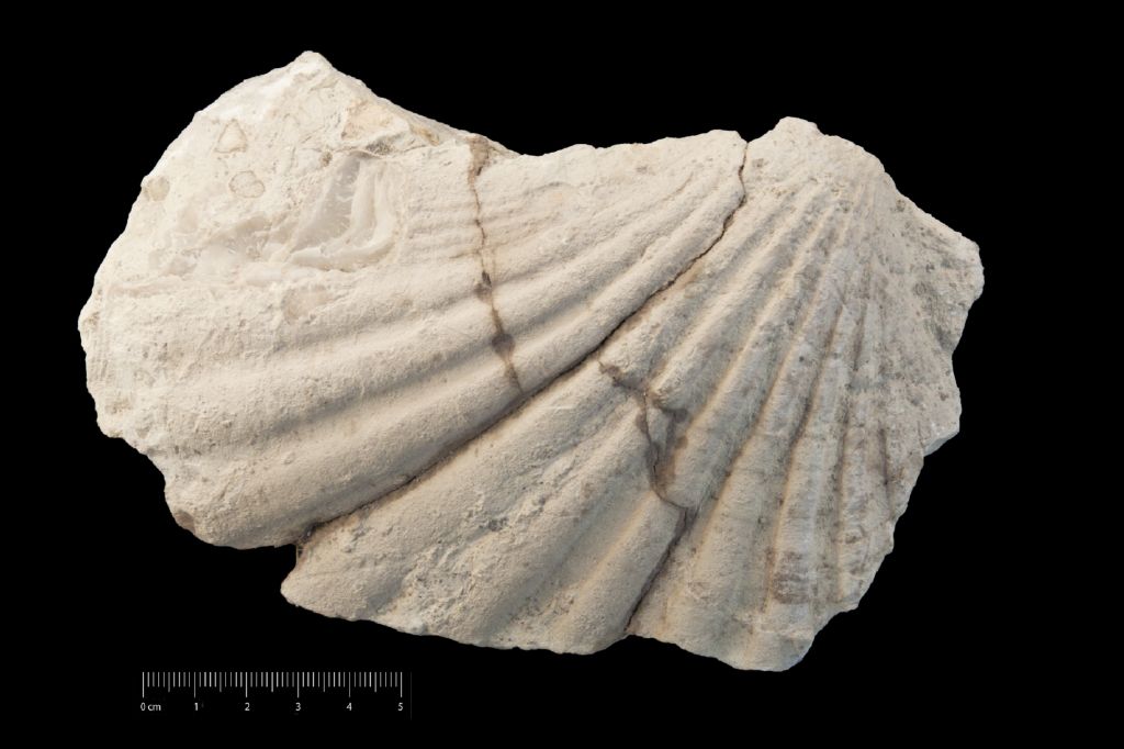 Fossile (invertebrato, esemplare)