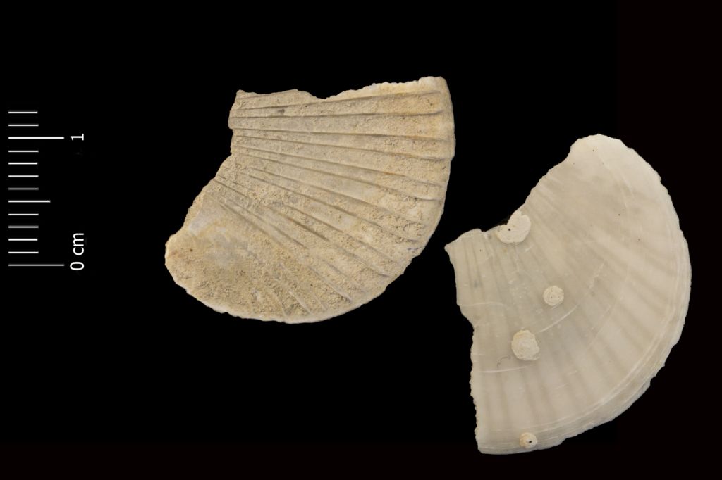 Fossile (invertebrato, esemplare)