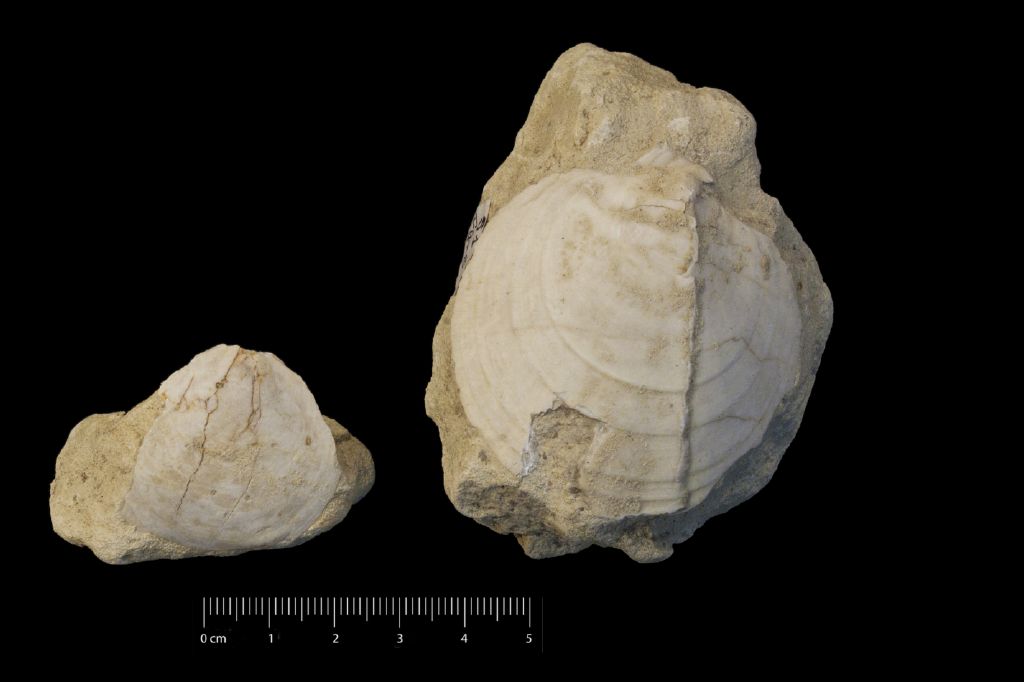 Fossile (invertebrato, serie)