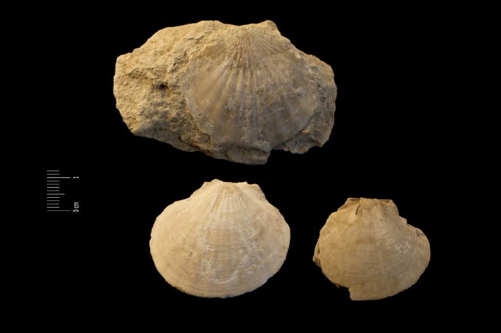 Fossile (invertebrato, serie)