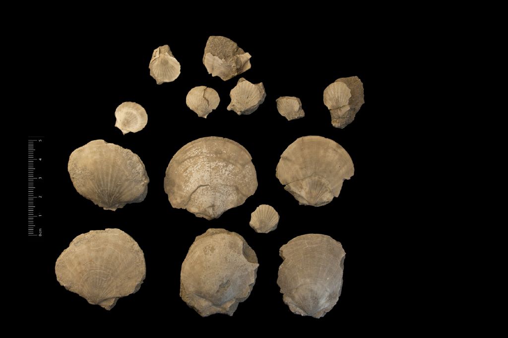 Fossile (invertebrato, serie)