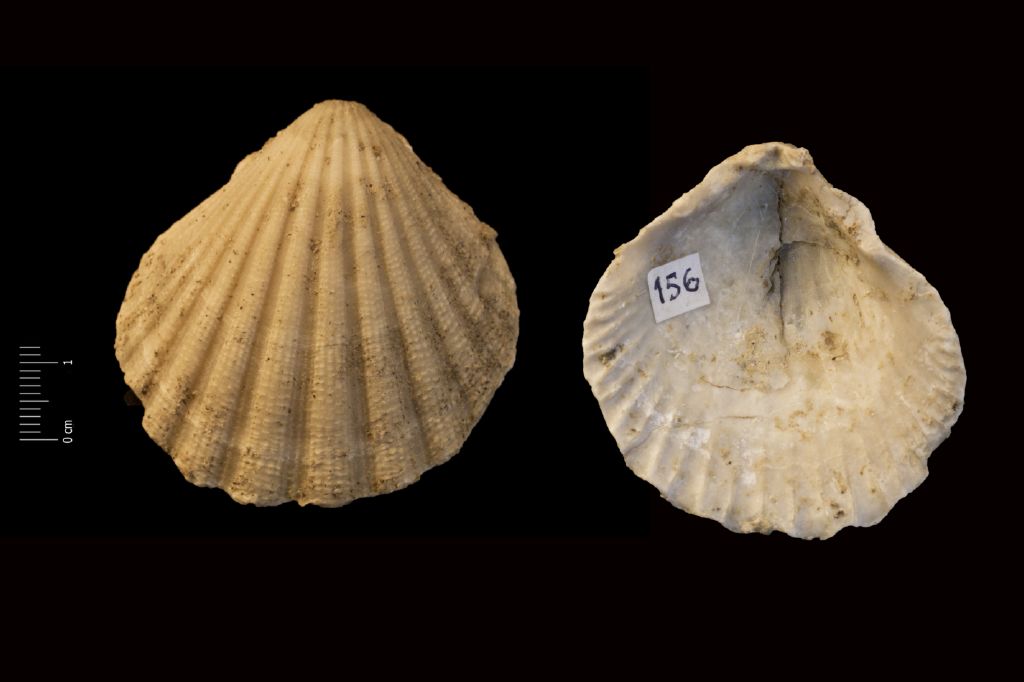 Fossile (invertebrato, esemplare)