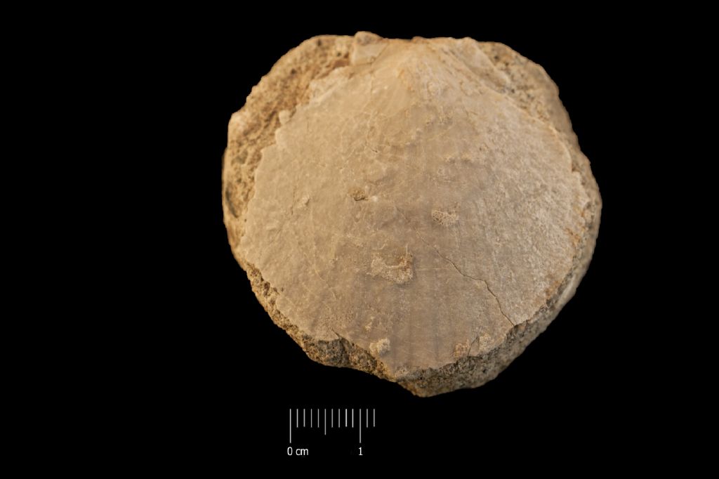 Fossile (invertebrato, esemplare)