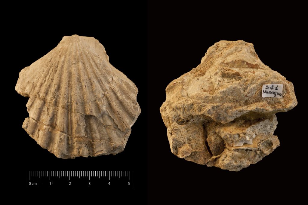 Fossile (invertebrato, esemplare)