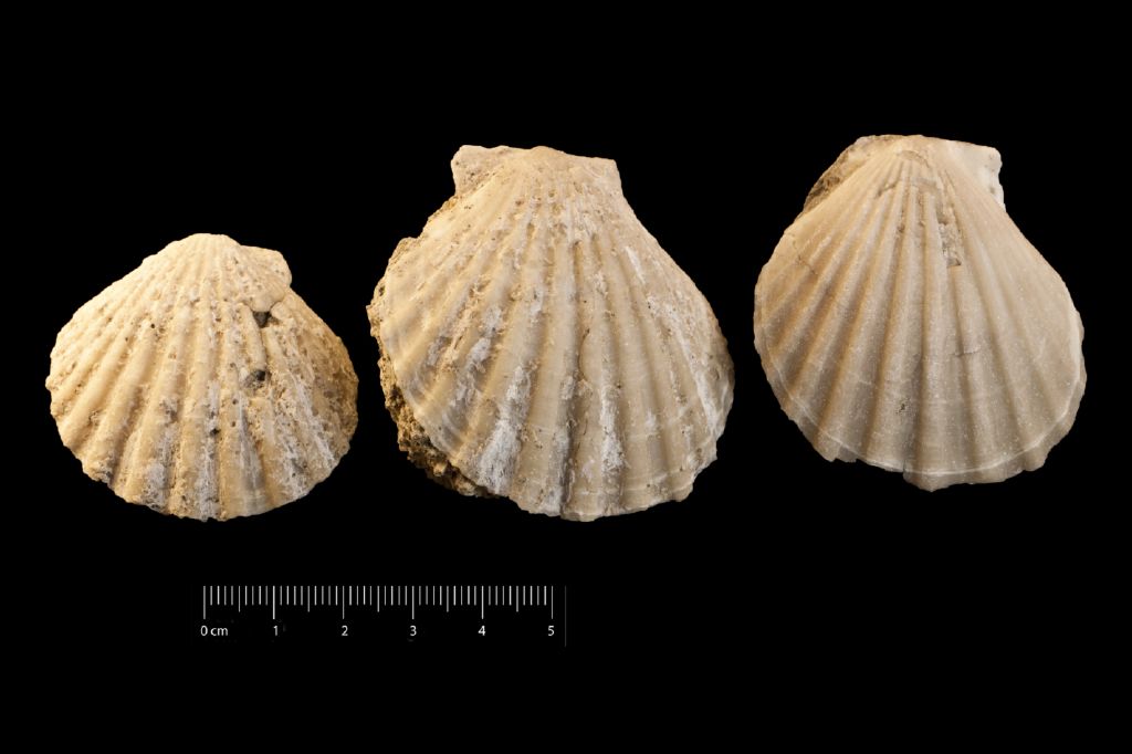 Fossile (invertebrato, serie)