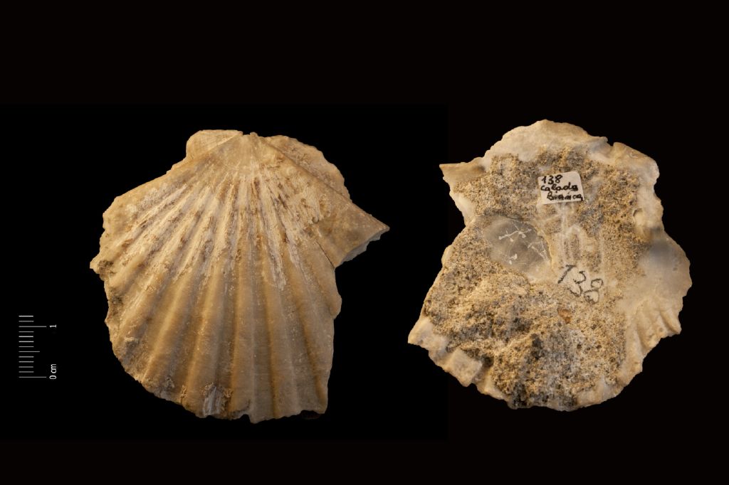 Fossile (invertebrato, esemplare)