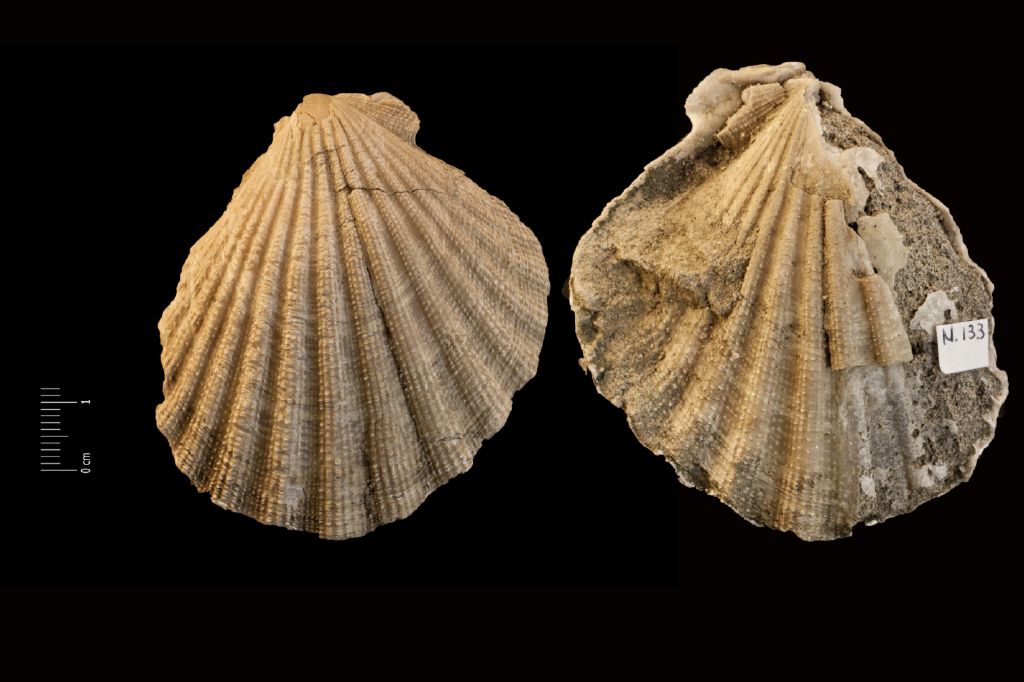 Fossile (invertebrato, esemplare)