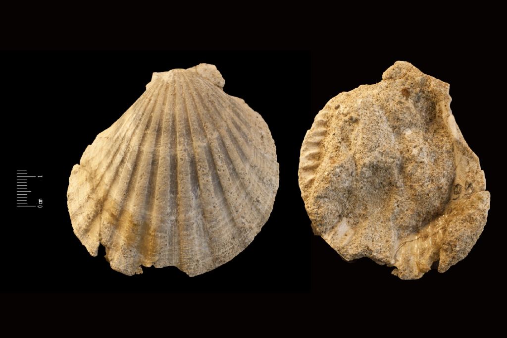 Fossile (invertebrato, esemplare)