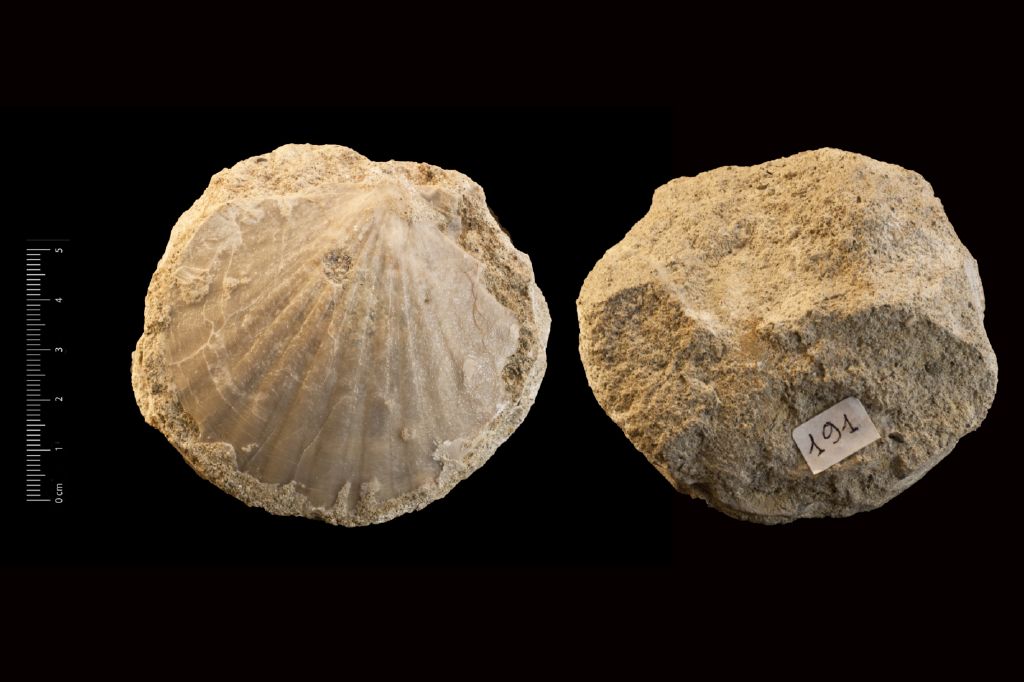 Fossile (invertebrato, esemplare)