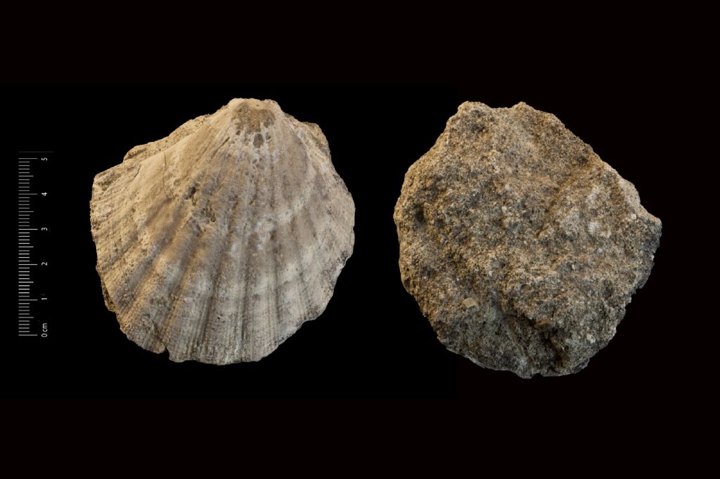 Fossile (invertebrato, esemplare)