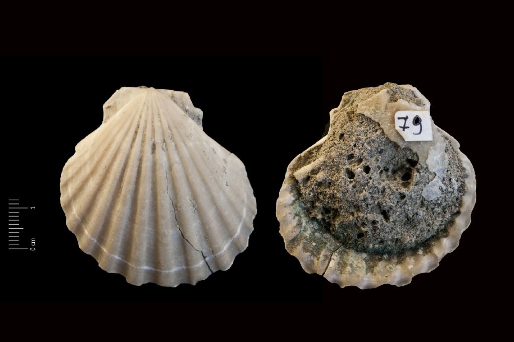 Fossile (invertebrato, esemplare)