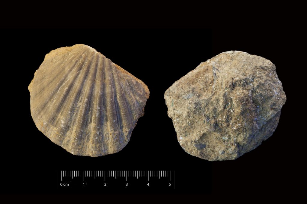 Fossile (invertebrato, esemplare)