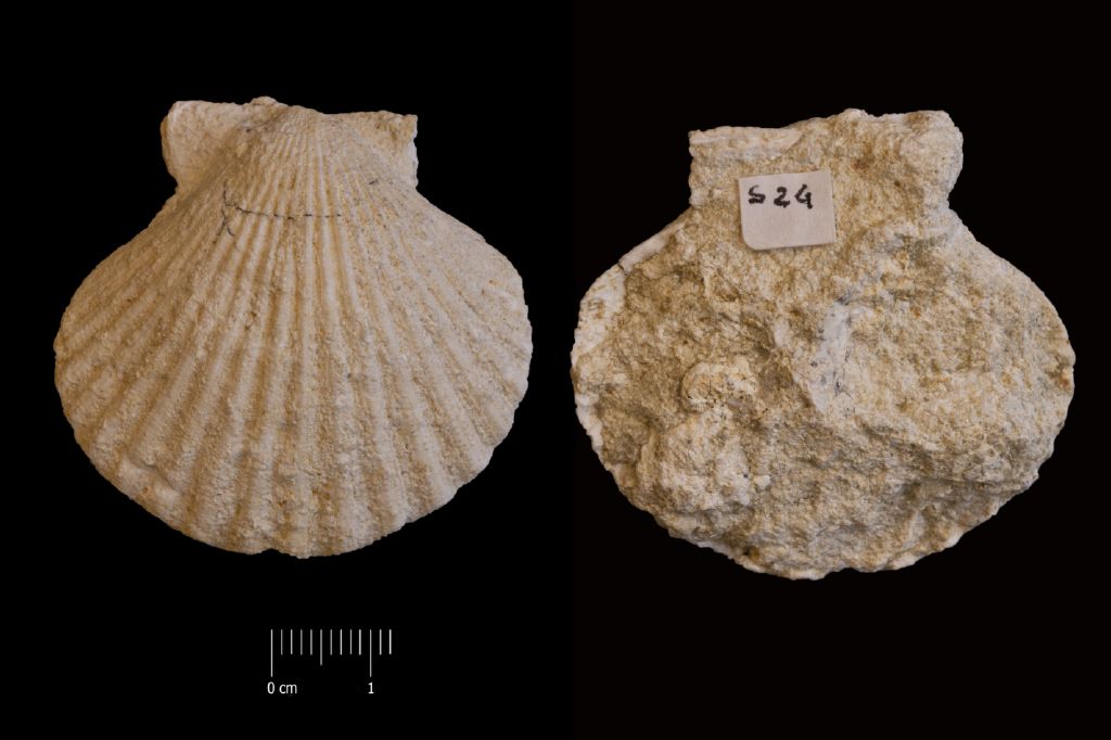 Fossile (invertebrato, esemplare)