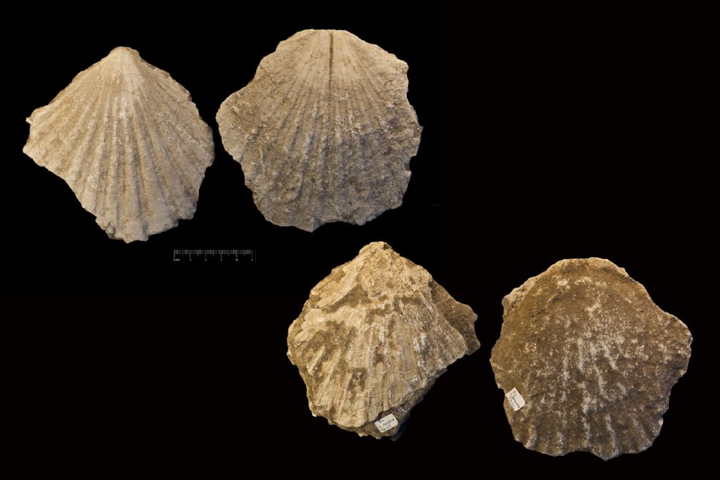 Fossile (invertebrato, serie)