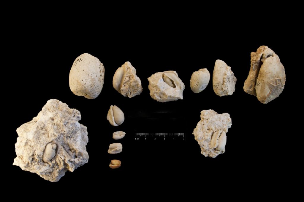 Fossile (invertebrato, serie)