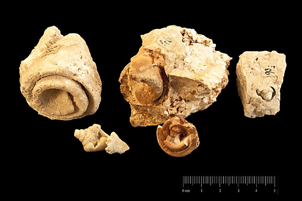 Fossile (invertebrato, serie)