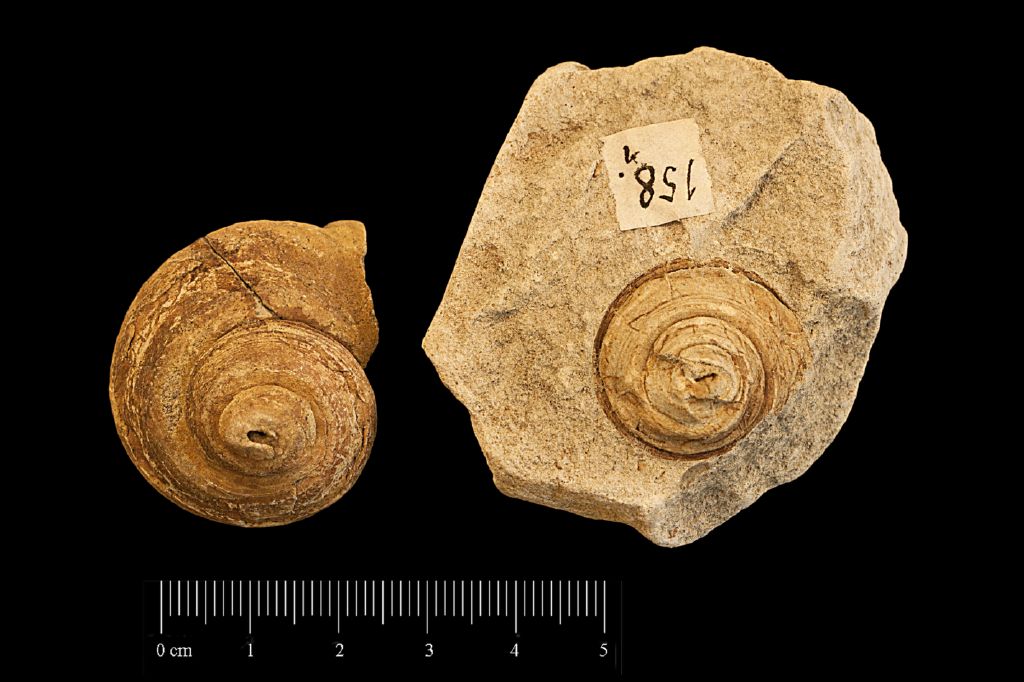 Fossile (invertebrato, serie)