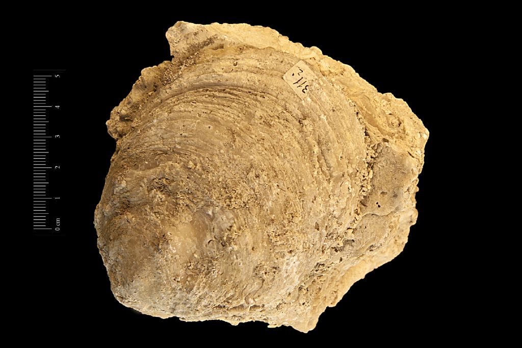 Fossile (invertebrato, esemplare)