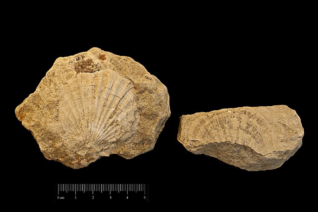Fossile (invertebrato, serie)