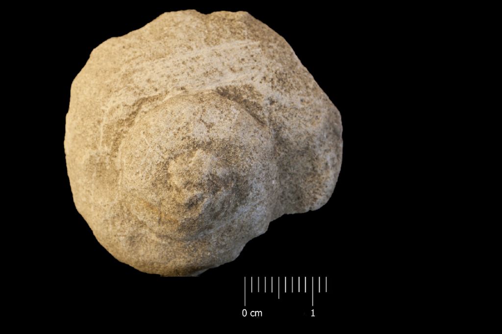 Fossile (invertebrato, esemplare)
