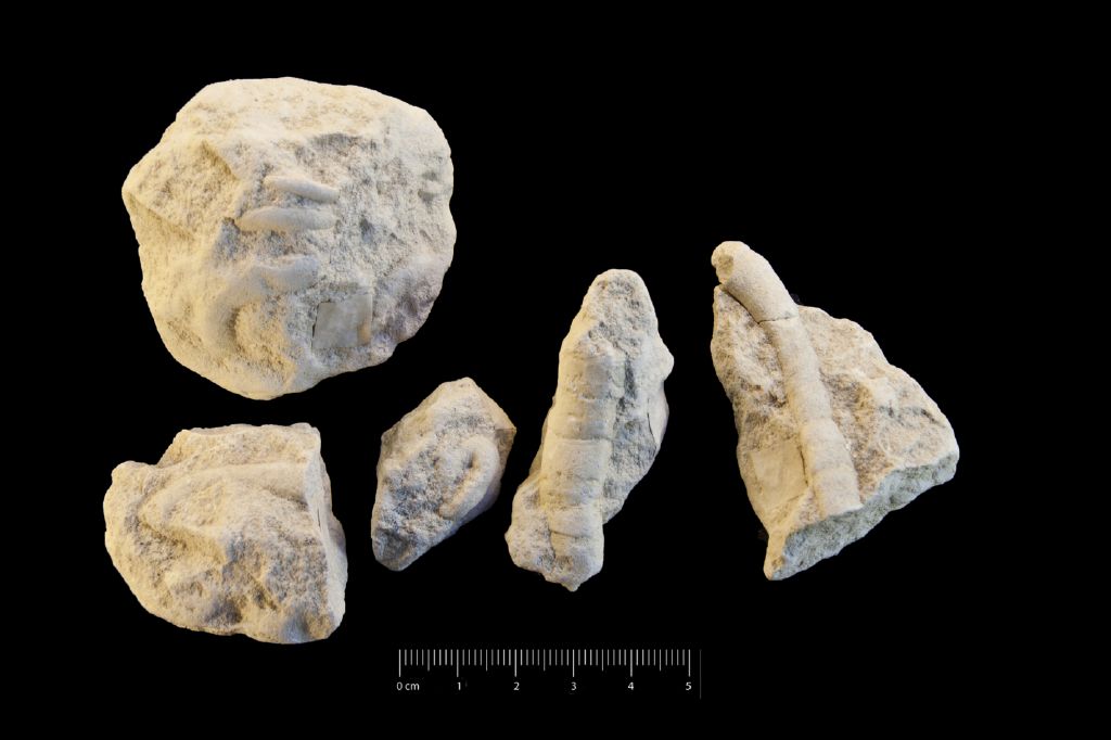 Fossile (invertebrato, serie)